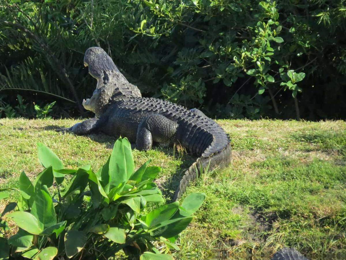 Marcy Clarius captured this image of a 'monster' alligator at Wakodahatchee Wetlands in Delray Beach, Fla., on March 23, 2018.