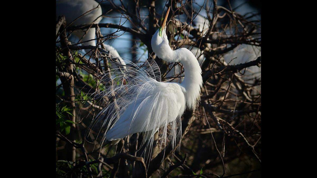 A great egret struts its stuff during the mating process at Cypress Wetlands in Port Royal.