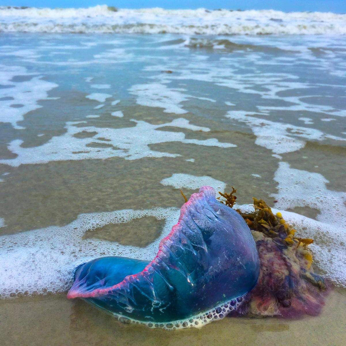 This photo of a Portuguese man-or-war was photographed on Monday, May 28, 2018 on the south end of Hilton Head Island. The tentacles of the man-of-war deliver a dangerous sting that can last for hours - even when the sea creature is dead.