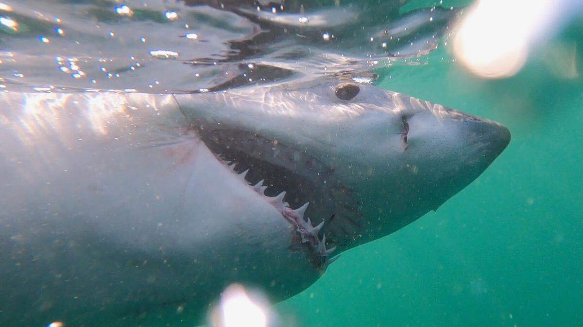 Shark bites are on the rise at Florida beaches.