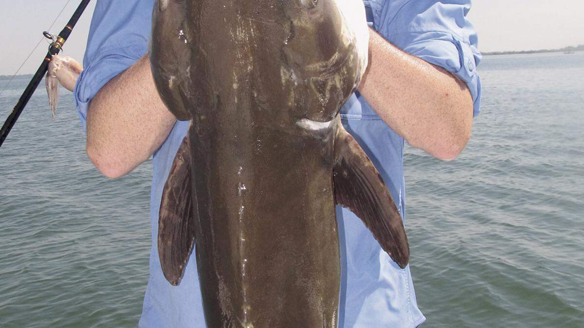 Mike Hendrickson holds up a beautiful cobia caught in Port Royal Sound.
