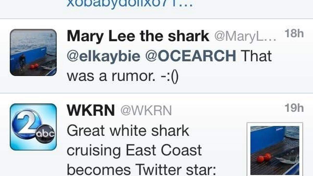 @MaryLeeShark is the fake Twitter handle for a very real, nearly 3,500-pound great white whose movements can be tracked online and in real time.