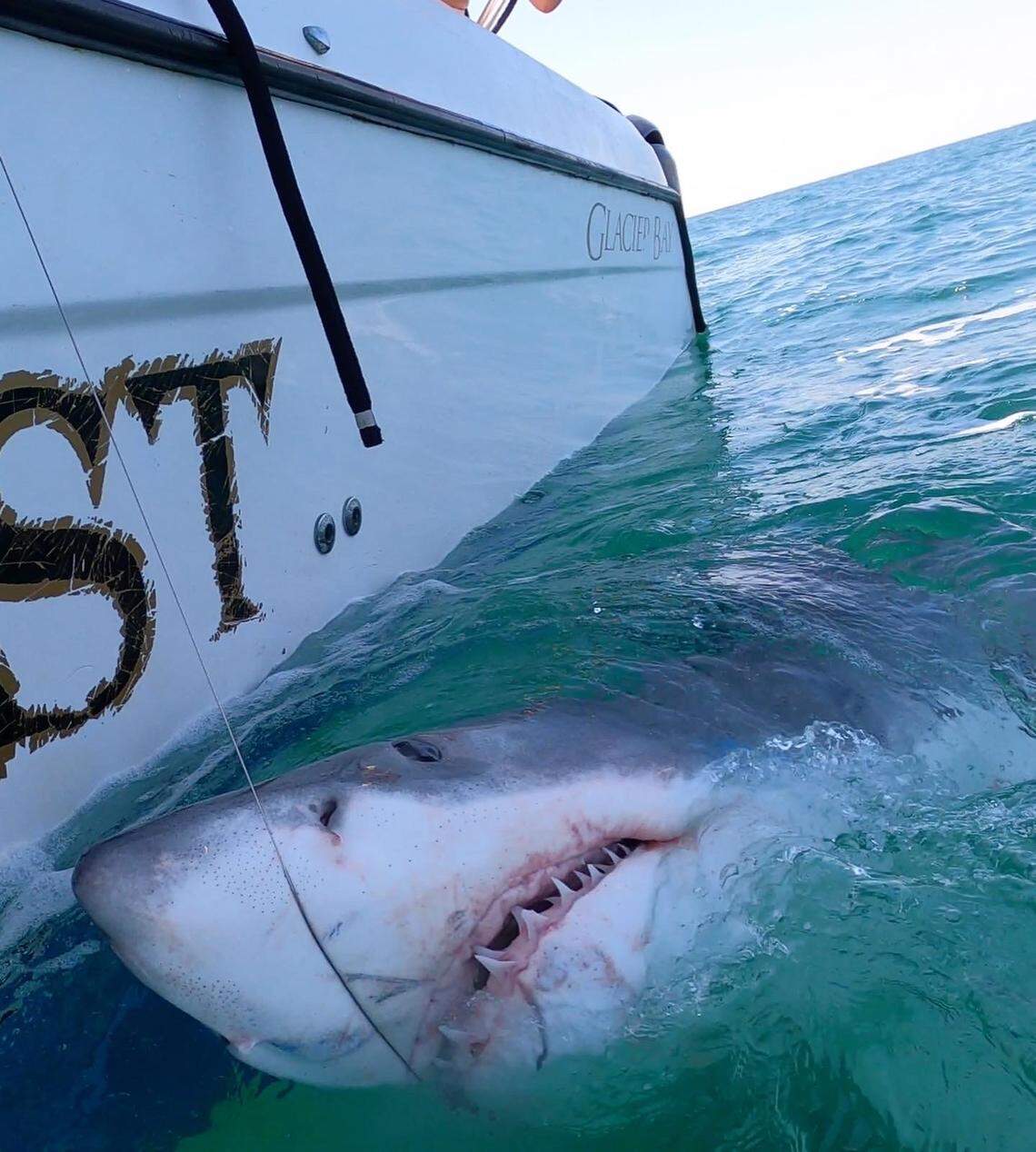 Hilton Head Charter Captain Chip Michalove caught, tagged and released the great white shark on Monday, March 28, 2022.