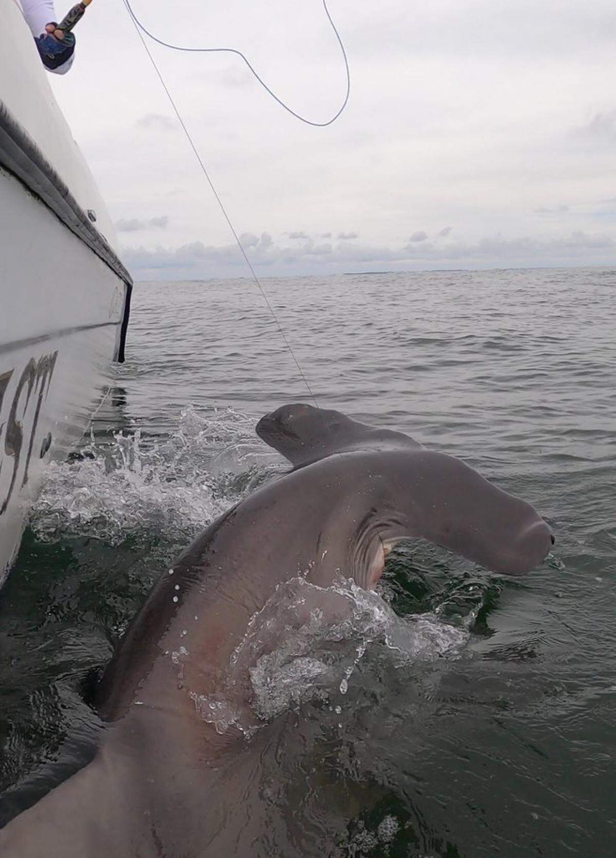 A hammerhead shark that was caught and released in Hilton Head Island waters.