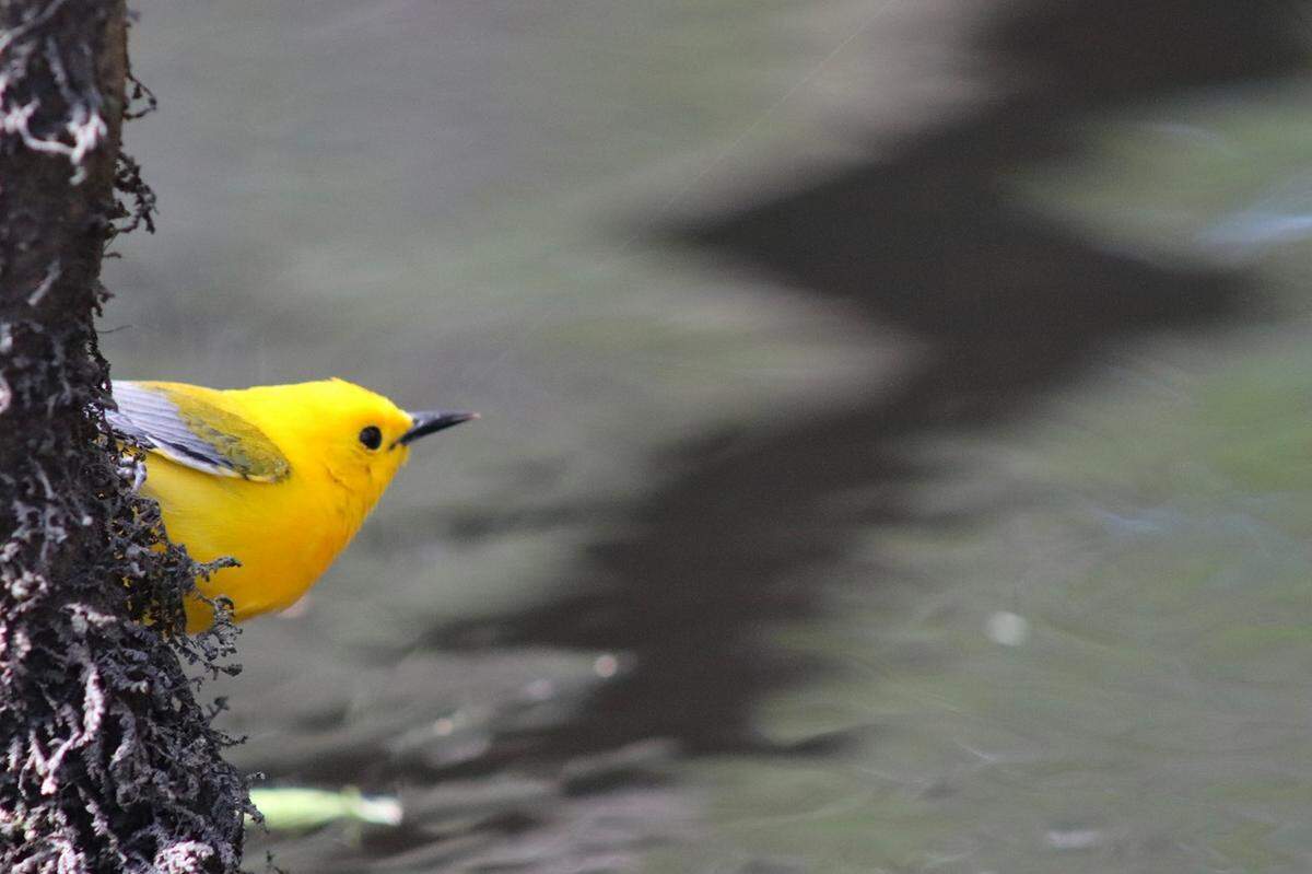 A vibrant and playful prothonotary warbler darts in and out among the trees of the flooded forest along Bates Old River near Congaree National Park. This striking migratory songbird noisily makes its presence known in the spring swamp and is delightfully challenging to photograph.