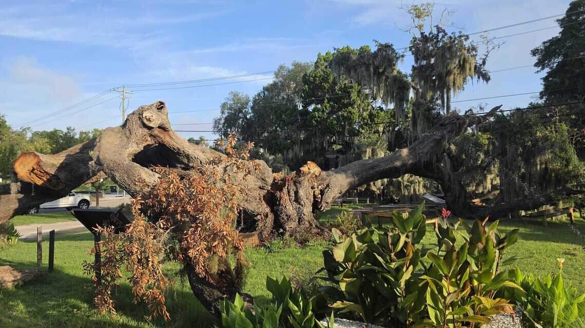 The ancient Beaufort live oak that witnessed history finally succumbs to old age
