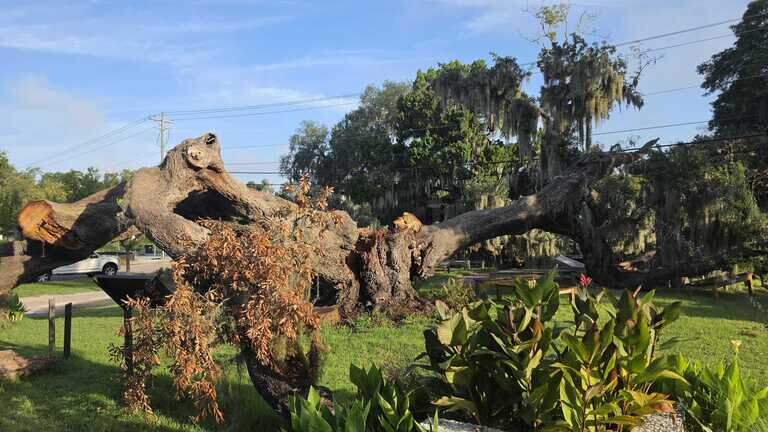The ancient Beaufort live oak that witnessed history finally succumbs to old age