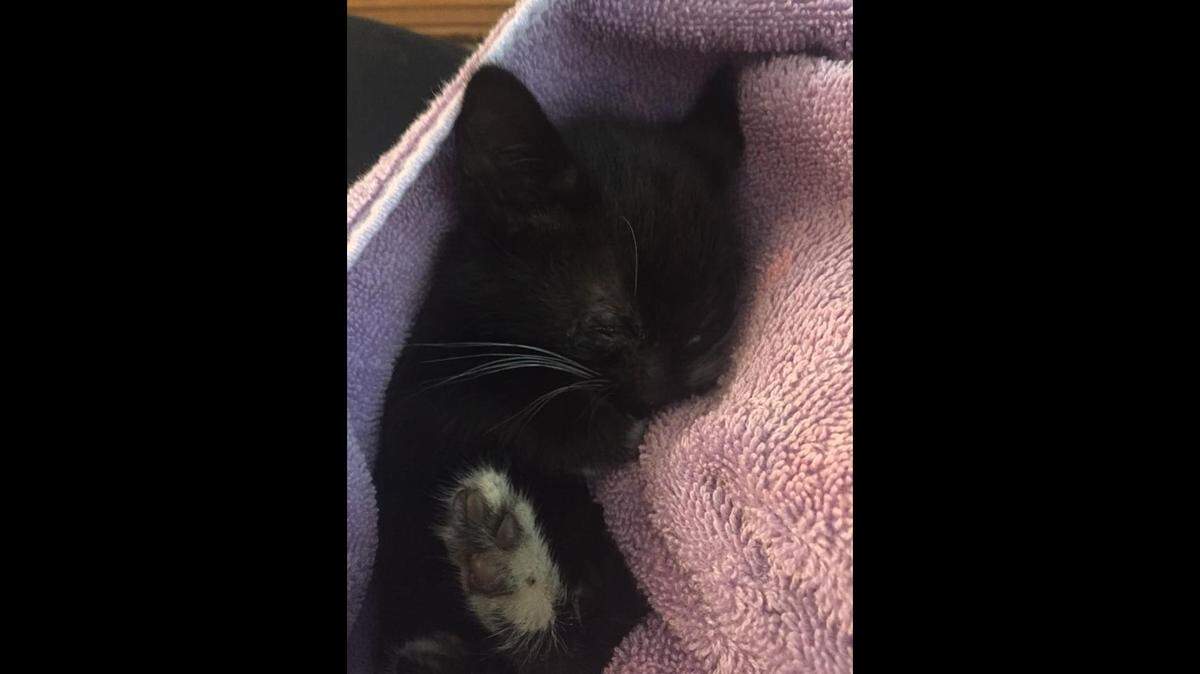 "He is all cleaned up, has eaten and is snoozing away!!! Thank you everyone for your help!!!"