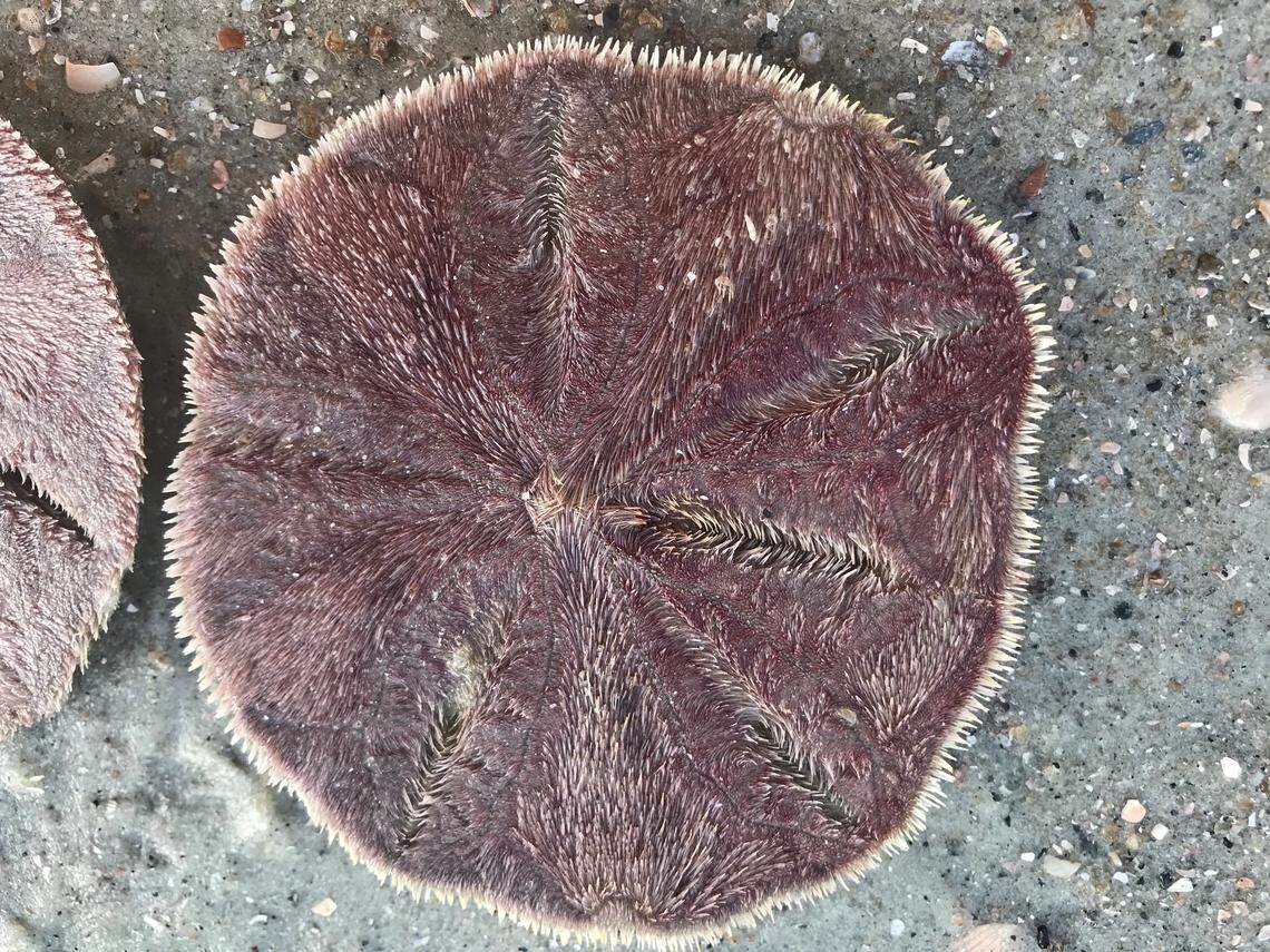 Unlike the souvenir, live sand dollars are usually a deep brown to purplish-red.