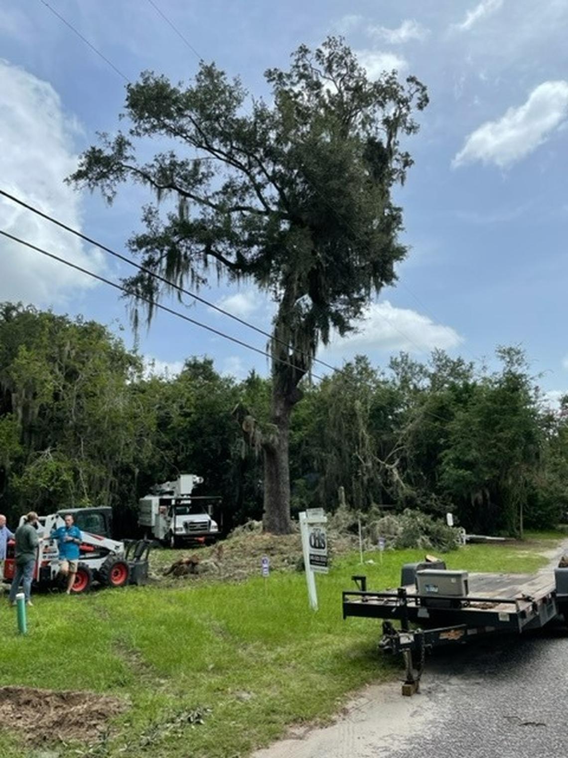A partially cut live oak on 12th Street in Port Royal. Chopping was disrupted when Port Royal Town staff issued a stop work order the morning of Wednesday, Aug. 10, 2022, in Port Royal.