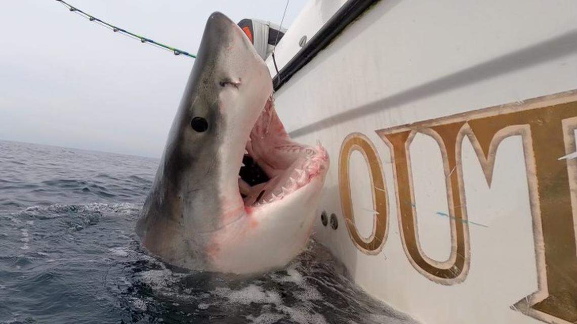 12-foot great white tagged off Hilton Head. So far, the ‘largest shark of the season’
