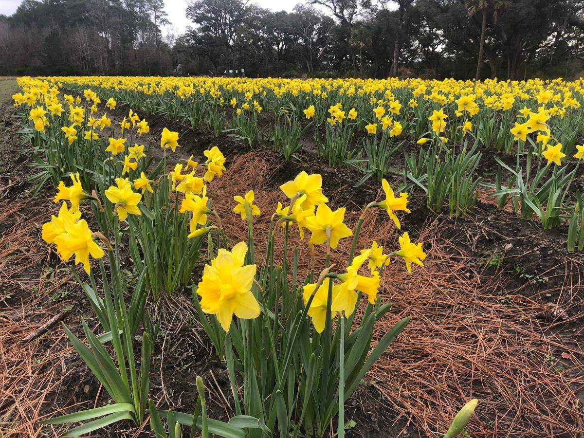 Rows of daffodils are blooming on Feb. 18, 2021, at U-Pick Daffodils in Okatie.