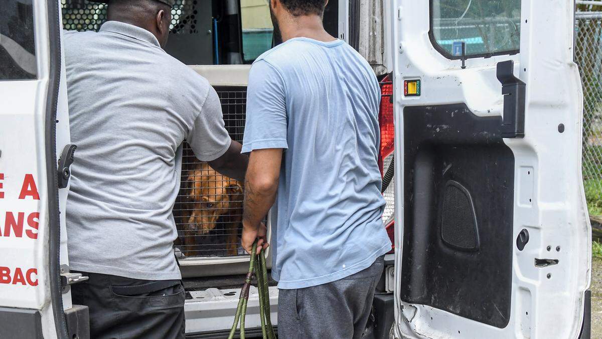 Employees place Betty into a dog carrier in the back of Beaufort County Animal Service’s van on Aug. 11, 2025, at Jasper Animal Rescue Mission in Ridgeland. Betty was on her way to Beaufort County’s campus in Okatie to be placed into adoption.