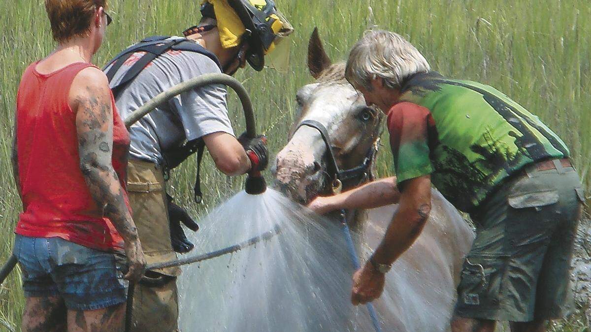 horse stuck in mud