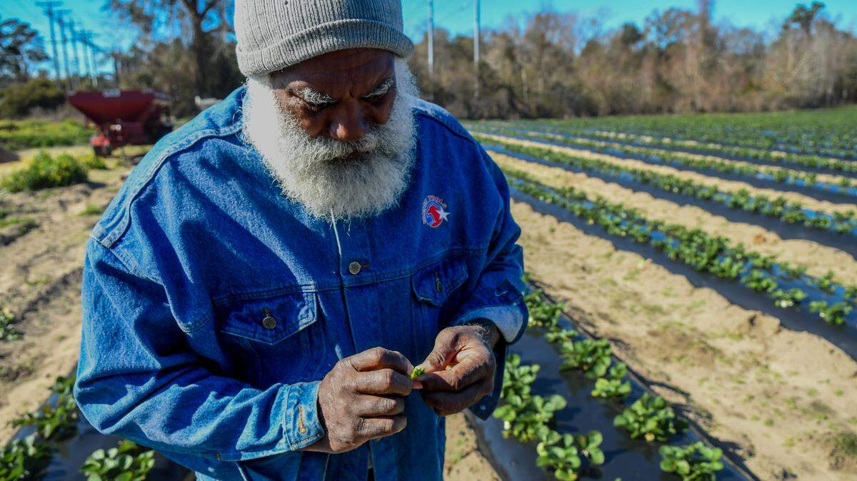 Jacky Frazier, proprietor of Barefoot Farms for 30 years picks at an early strawberry on Jan 17, 2024, after an overnight low dropped temperatures below freezing on St. Helena Island. Frazier says the cold actually makes the plants stronger and will fruit-bearing at the end of February, early March.