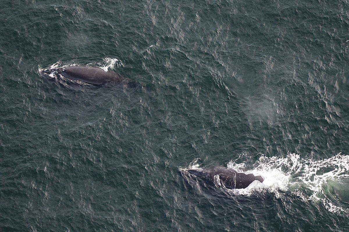 North Atlantic right whales Magnet, top, and Boomerang are spotted southeast of Tybee Island, Georgia.