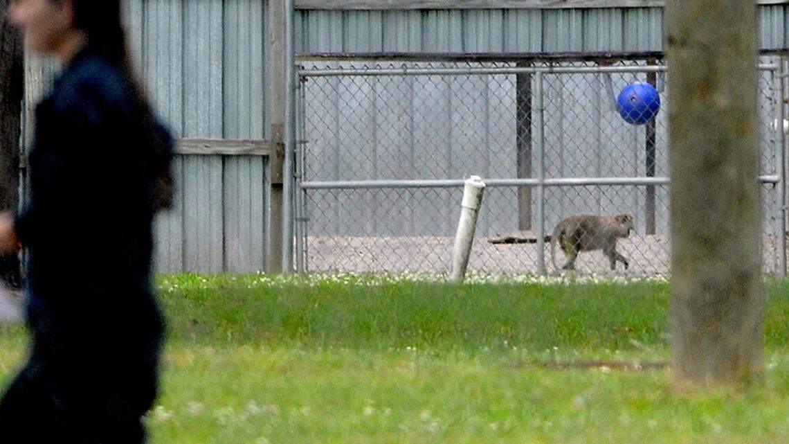 In this file photo, a monkey can be seen running around in an enclosure similar to the one that the 19 monkeys escaped from on Sunday, May 1, 2016 at Alpha Genesis research facility on Monday, May 2 in Yemassee. Police are now searching for 40 monkeys that escaped.