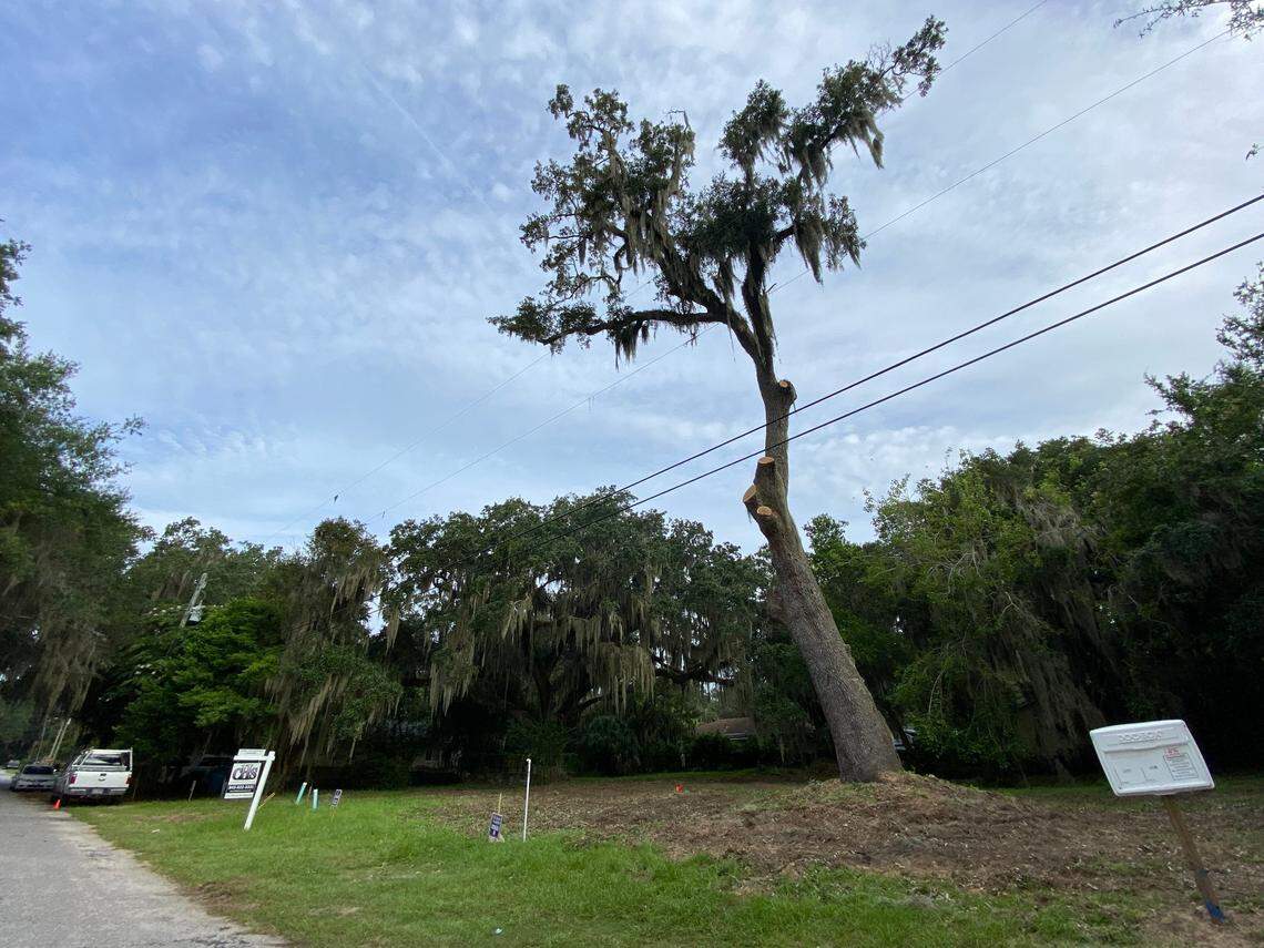 The smaller of the two historic live oaks on 12th Street in Port Royal on Thursday, Aug. 11, 2022. The tree’s boughs were mostly cut Wednesday to make way for development, however, a stop work order put a halt to its total removal.