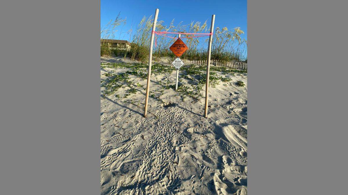 Sea Turtle Patrol Hilton Head Island volunteers celebrate the first hatched loggerhead nest of 2021.
