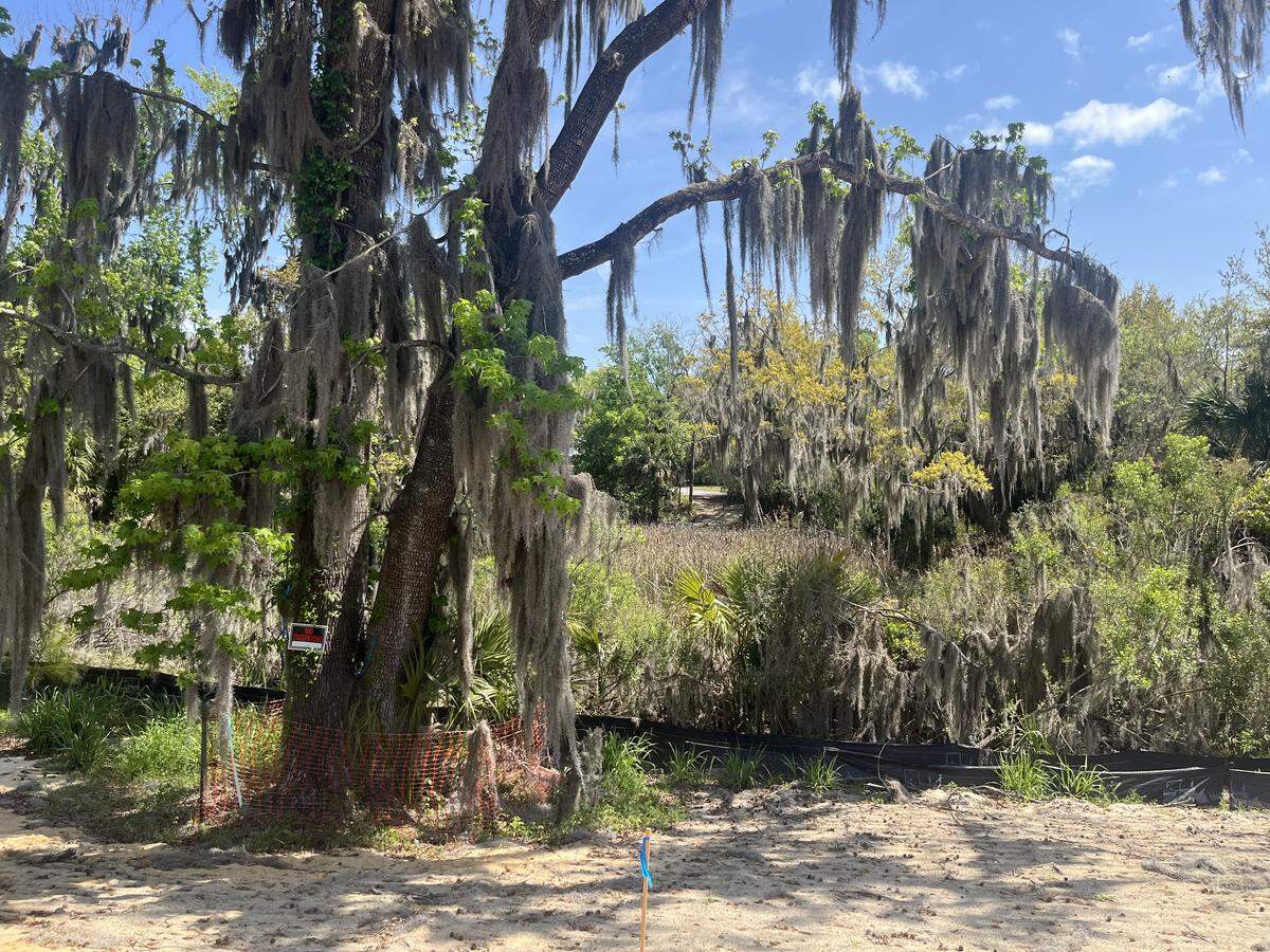 Large trees and a wetland are being maintained in a new housing development rising in the old village part of Port Royal.
