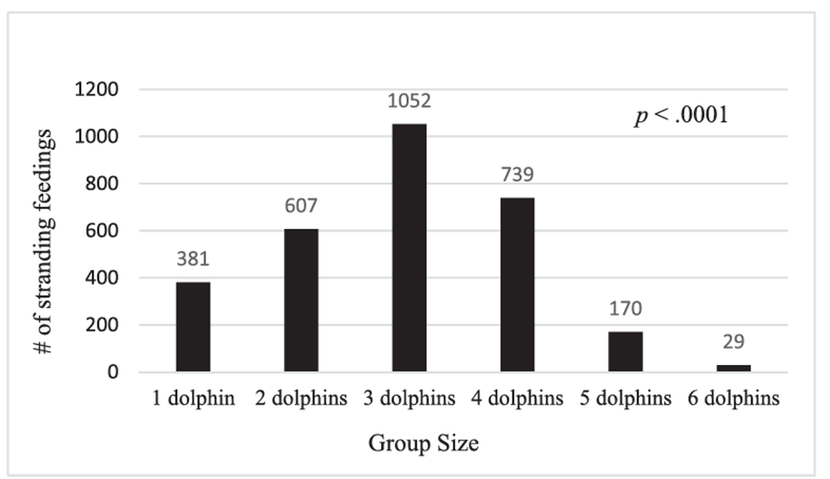 The chart above shows how many dolphins are usually involved in strand feeding. It’s based on a study by Wayne McFee of the National Ocean Service and Lauren B. Rust of the Lowcountry Marine Mammal Network. Numbers above each bar represents the total number of strand feedings for each group size. T