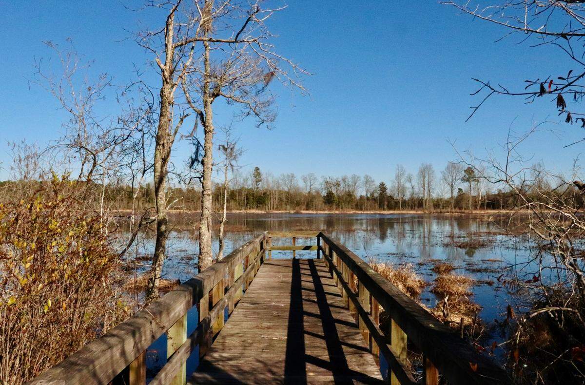 Ditch Pond Heritage Preserve is located in Williston, near Aiken, and is a great place for bird watching, wildlife spotting, and exploring a mysterious wild place. The shallow, 25-acre pond is open for canoe or kayak and scheduled hunts take place in the 296-acre preserve in season.  