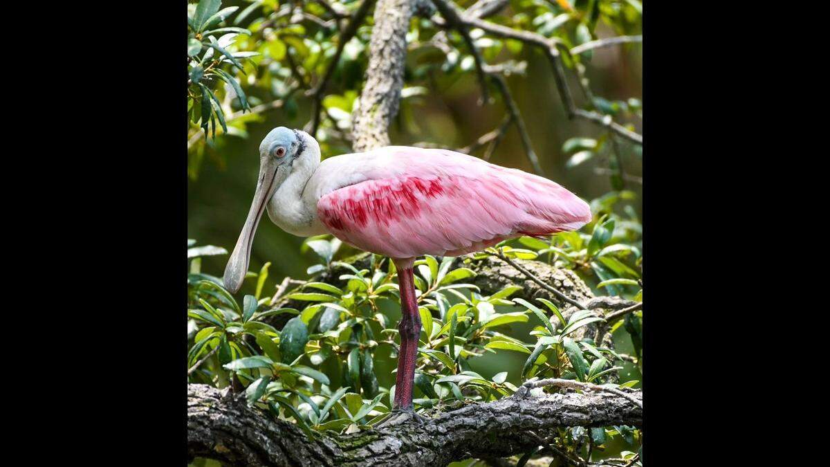 Jenn Clementoni recently took this photo of a roseate spoonbill at Cypress Wetlands and Rookery in Port Royal.&nbsp;