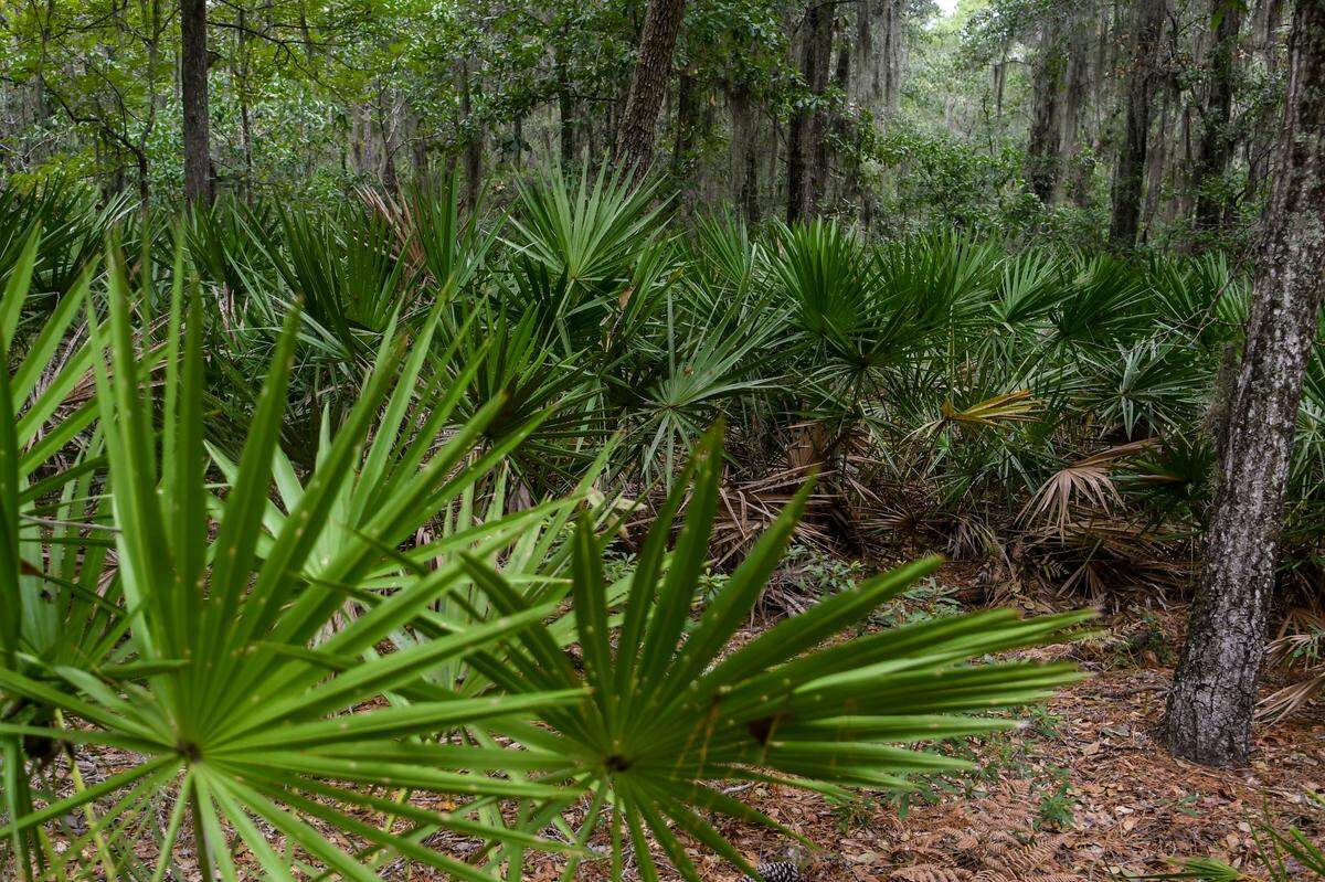 The Victoria Bluff Heritage/Wildlife Management Area is full of pine-saw palmetto flat woods. The S.C. Department of Natural Resources notes that the plant is widespread in Georgia and Florida but rare in the state.