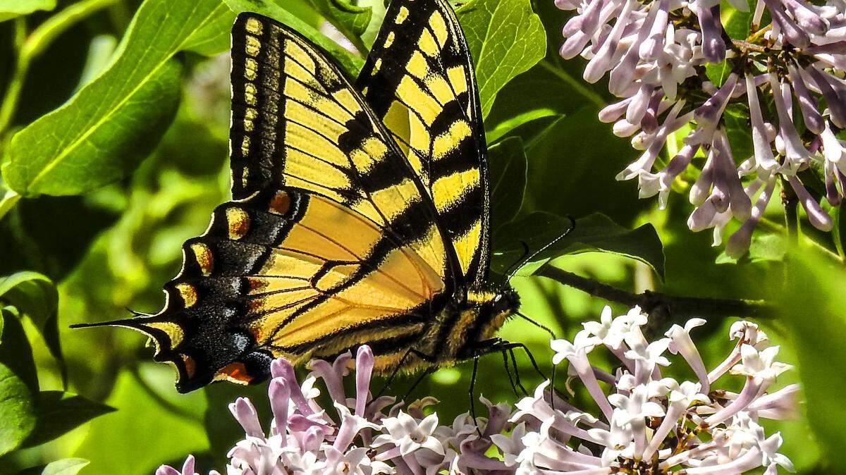Tiger Swallowtails are familiar, showy butterflies with long “tails” on their hind wings.