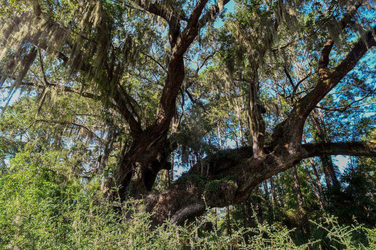 The massive live oak in Cherry Hill Plantation as photographed on Sept. 21, 2022, nee