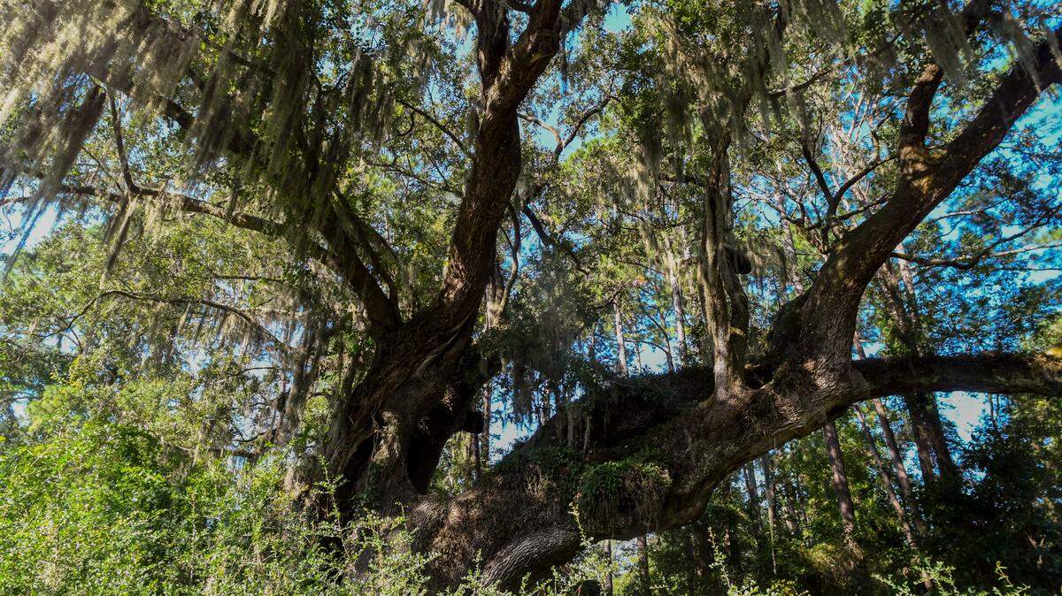 The massive live oak in Cherry Hill Plantation as photographed on Sept. 21, 2022 is in peril as the owner of the land wants to build on the property located in the Town of Port Royal.