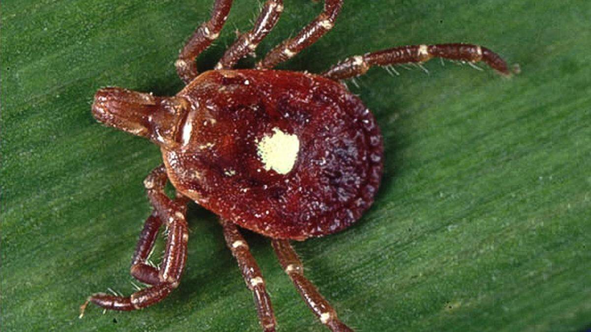 Lone star tick
