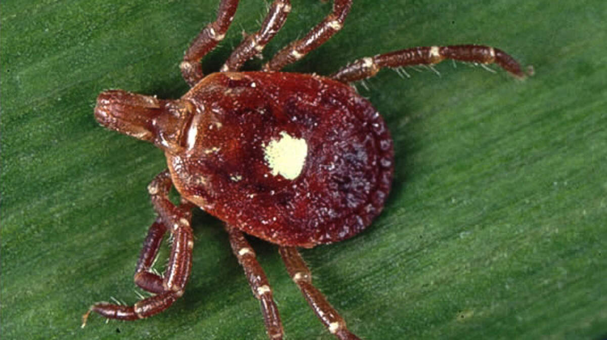 An image of a lone star tick.