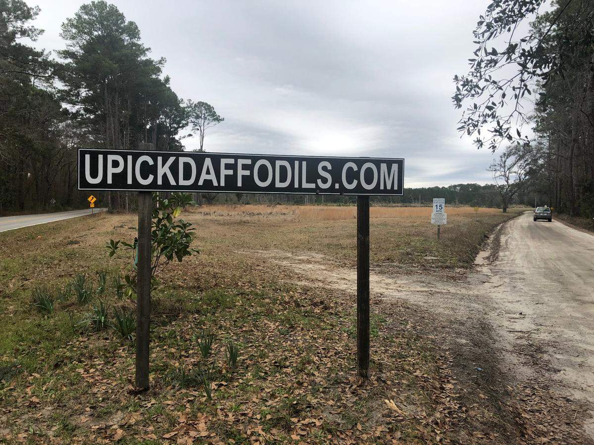 U-Pick Daffodils is located at 48 Calhoun Plantation Road, off Pinckney Colony Road in Okatie.