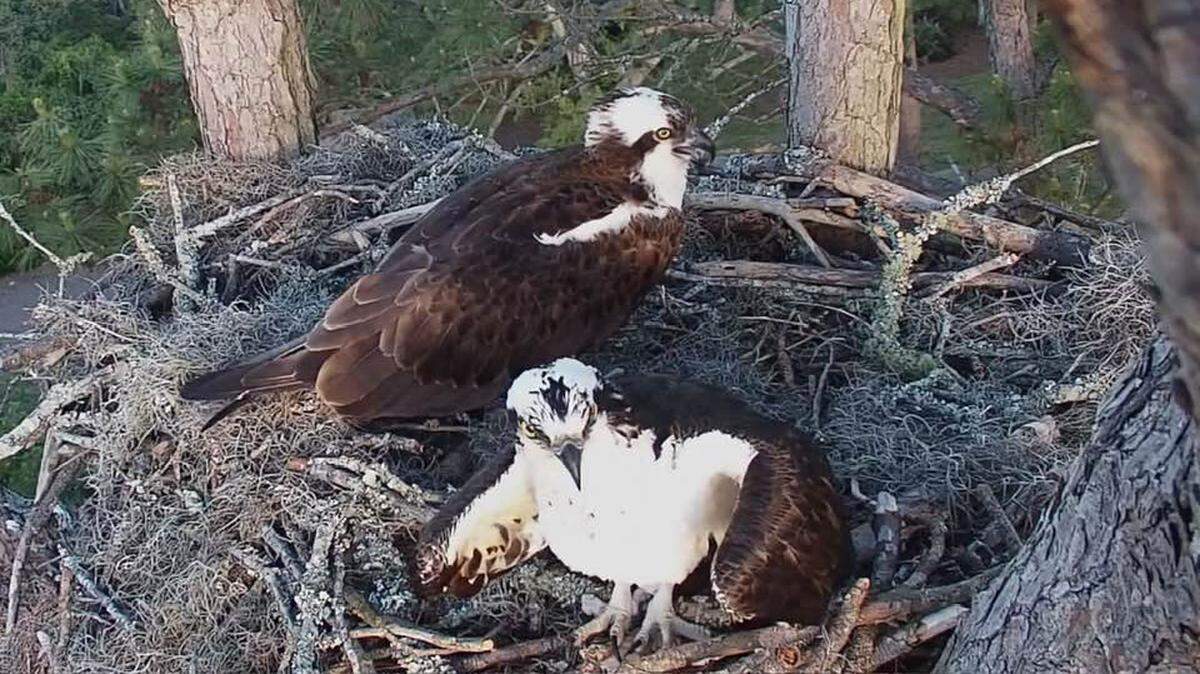 Two ospreys chose the Hilton Head Island Land Trust’s Raptor Cam Nest this year. In 2021, a pair of bald eagles chose the nest.