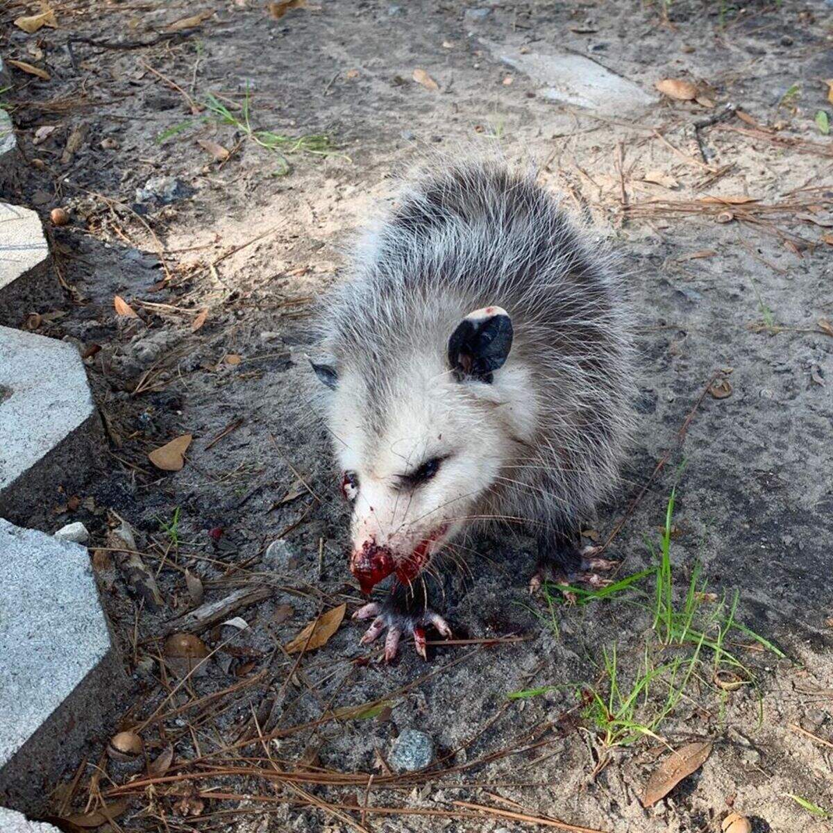 Scarlett, a Hilton Head Island opossum who was allegedly beaten by golfers on Jan. 9.