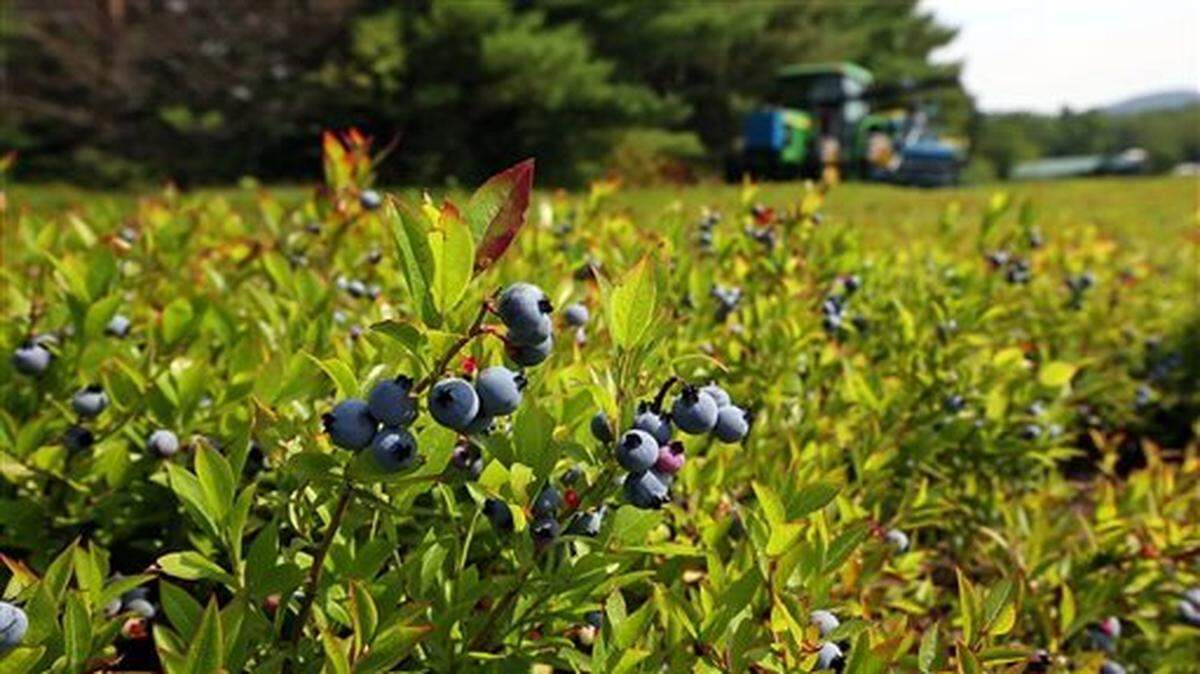 Blueberry Harvest