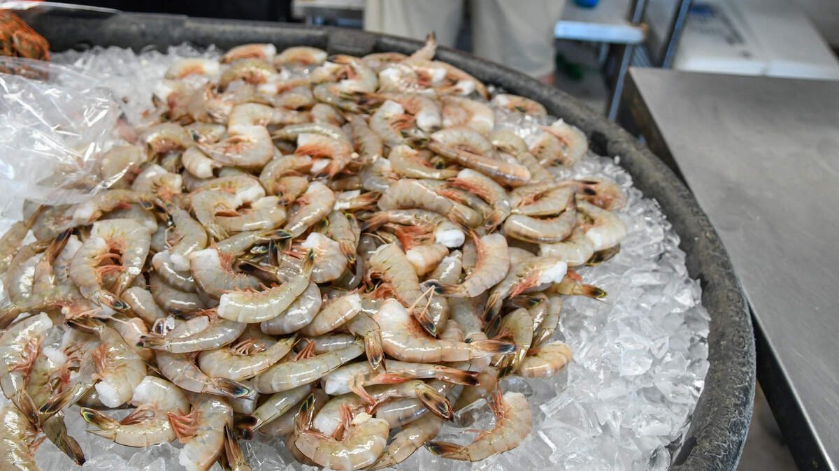 Fresh, plump shrimp were on ice at Bluffton Oyster Company at Wharf Street on June 4, 2024, in Old Town Bluffton. Today marked the start of commercial shrimp trawling in all legal waters of the state.