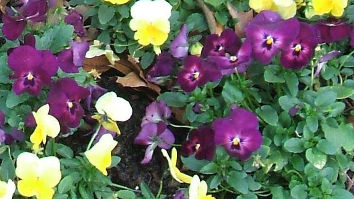 Royal purple pansies offer a bight yellow smile.