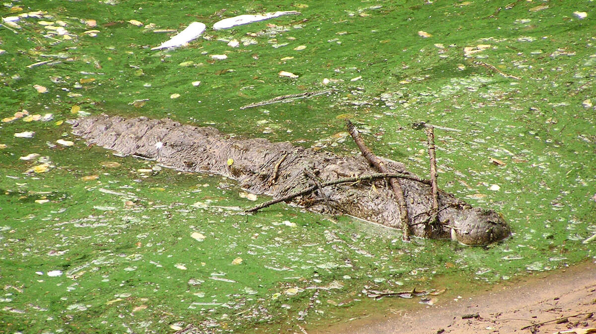 localgator