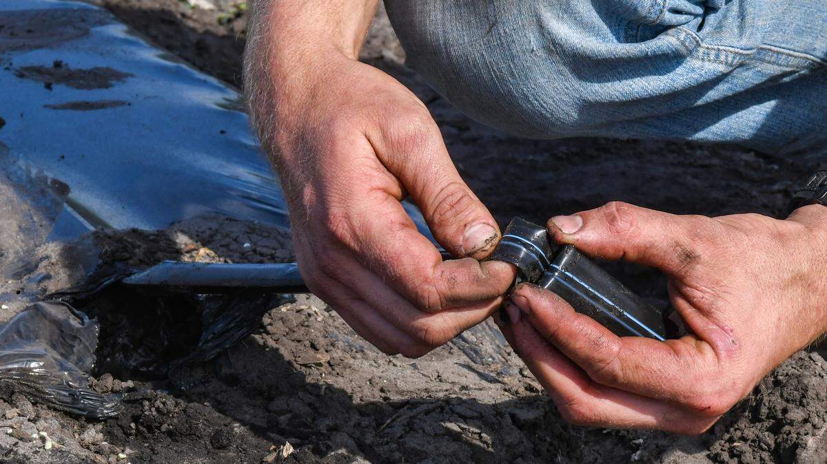 Cal Hucks, head of growing and operations at Coosaw Farms, shows a drip tape that is used for irrigating the watermelon fields on Feb. 25, 2025, on St. Helena Island.