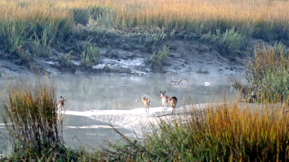 Four deer on a sandbar at Stoney Creek get ready to swim across on low tide to the land side of the creek.