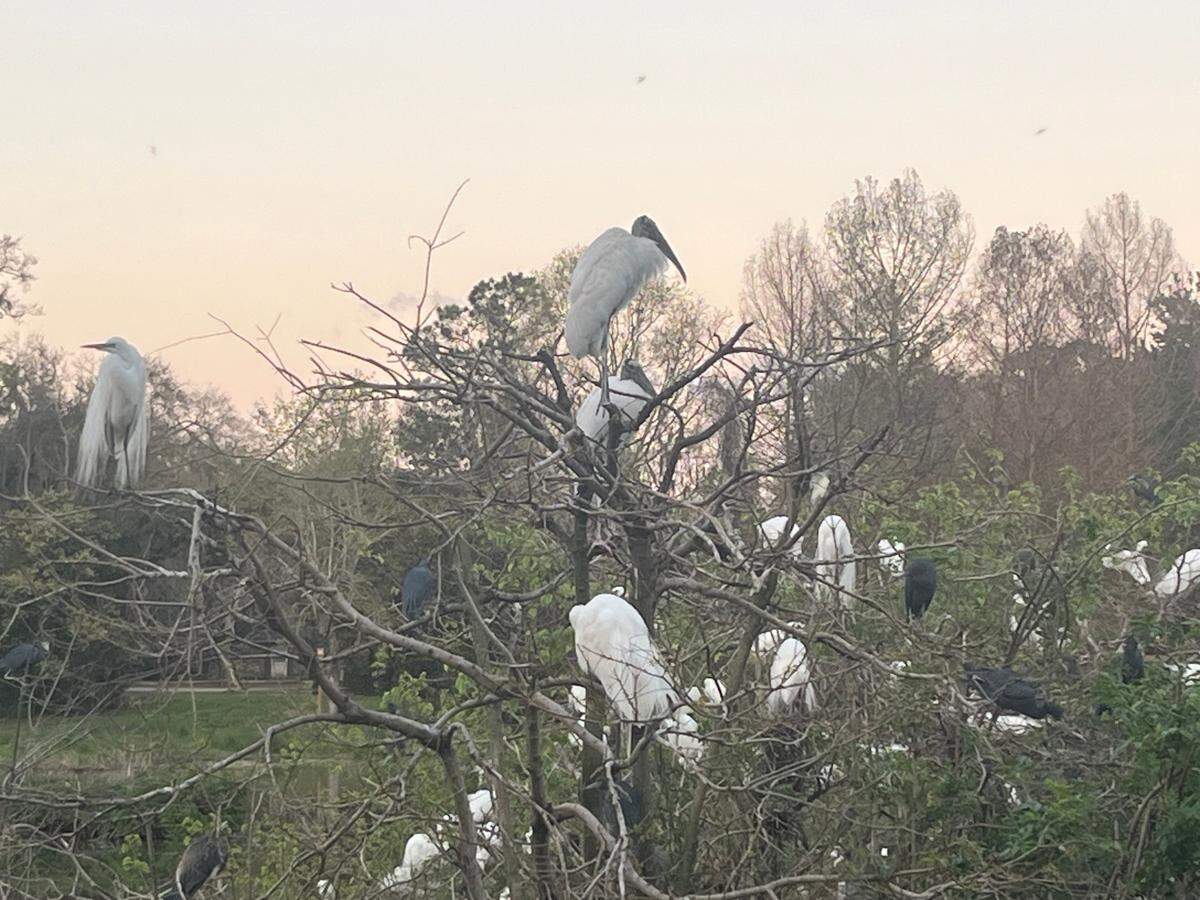 Wood storks, top middle, have returned to Cypress Wetlands to nest in greater numbers once again this year.