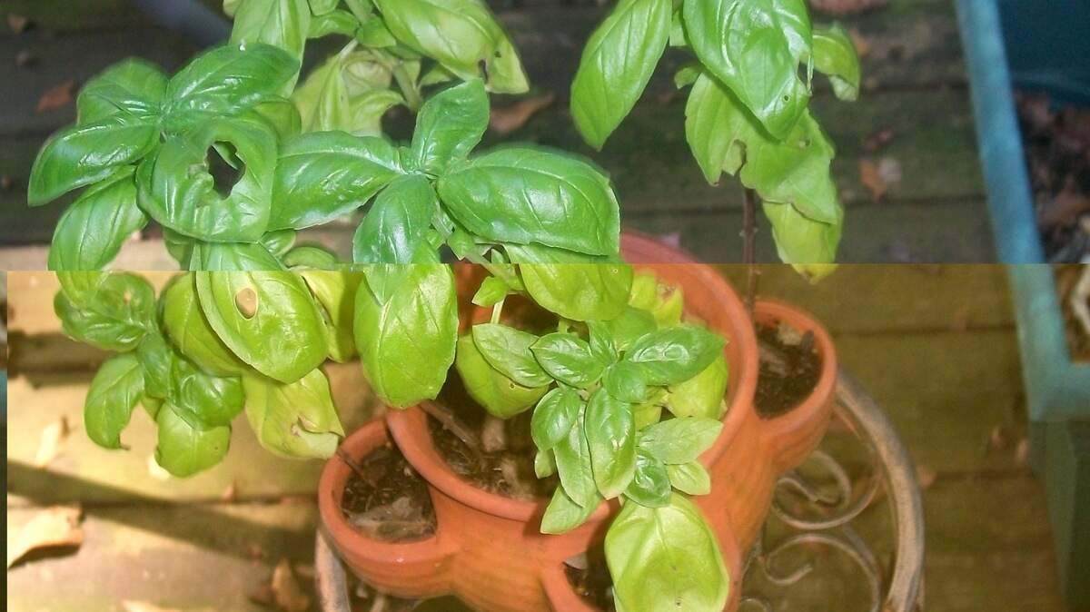 An easy-to-do project is to plant a miniature strawberry jar with â€œpestoâ€%9D basil seeds in the spring.