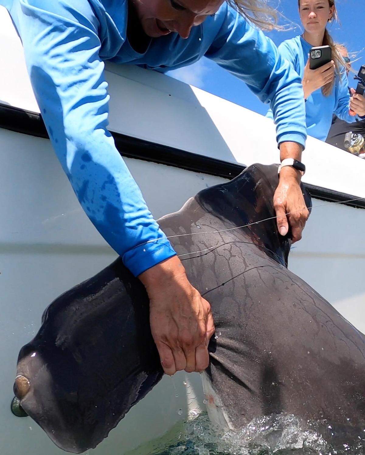 A hammerhead shark that was caught and released in Hilton Head Island waters.