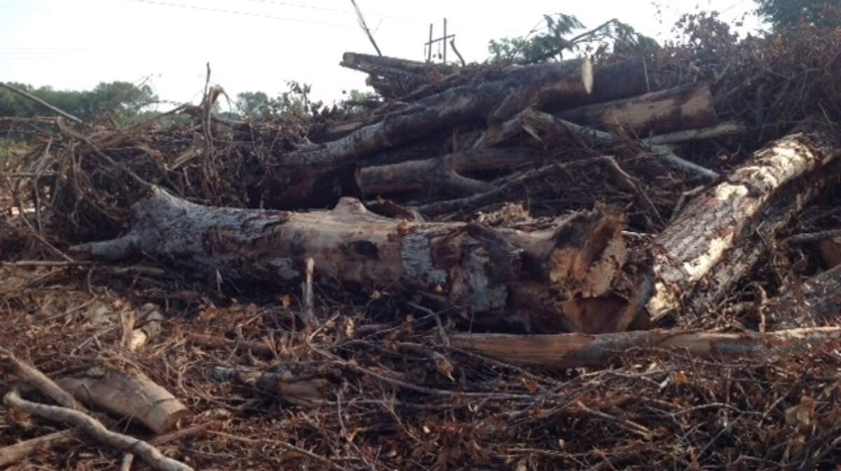 A photo taken by the town of Bluffton shows trees felled on the Willow Run development off US 278 near Indian Hill Baptist Church. The town has sued the developer, Indian Hill Associates, for alleged violations of the project's development agreement.