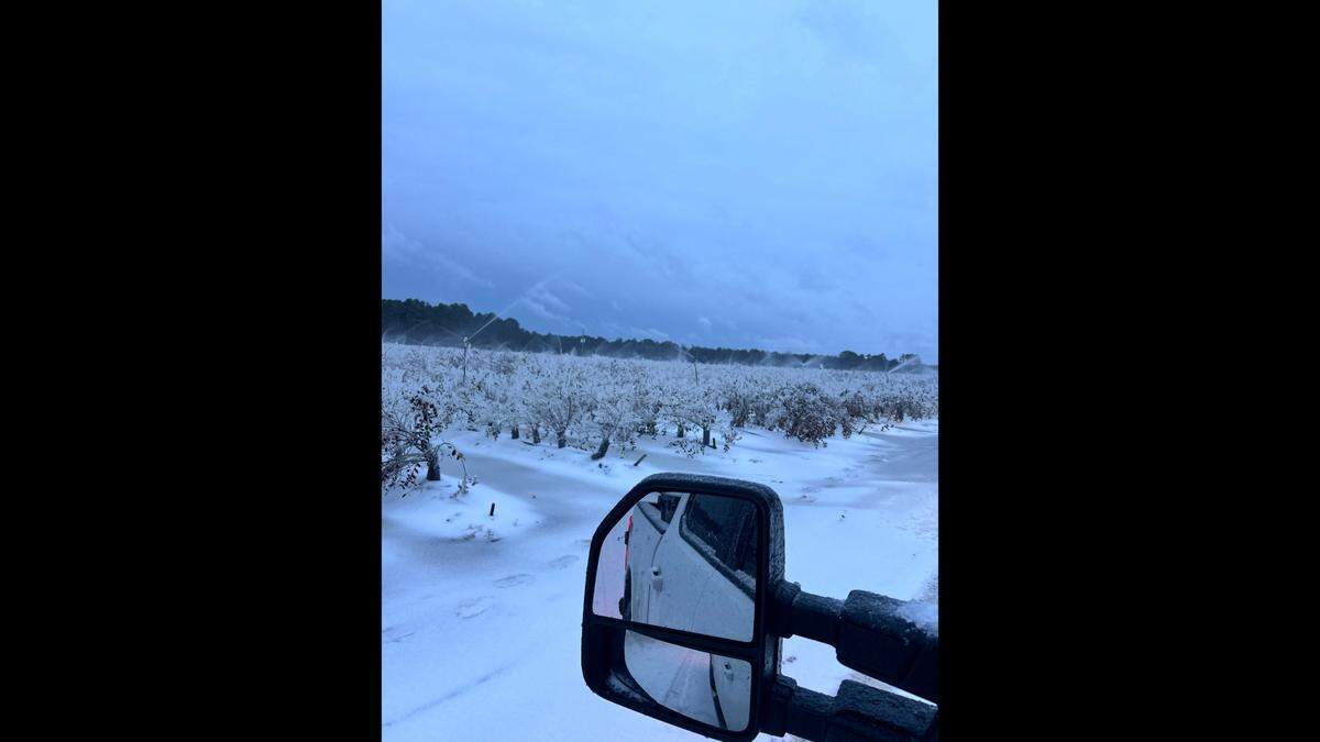 With a major snowstorm moving in, Coosaw Farms went to work to save its blueberry crop on St. Helena Island. It did so with a technique called “frost protection,” which involves spraying water on the plants. The water then froze and encased the plants in a protective layer of ice.