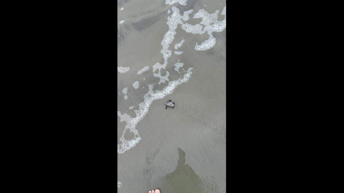 This hatchling was saved from the claws of a ghost crab during Tropical Storm Debby. Members of the Sea Turtle Conservation Project Project, who rescued it, named it Little Debby after the storm.