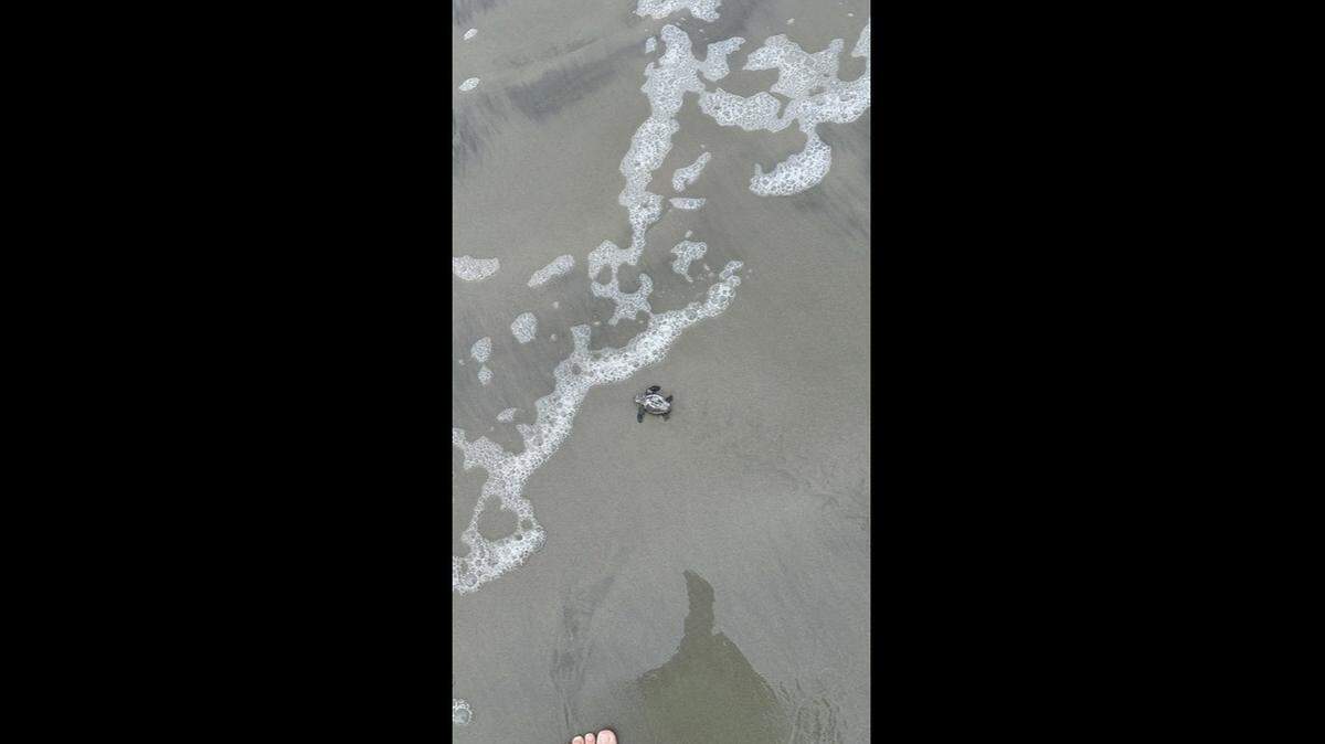 This hatchling was saved from the claws of a ghost crab during Tropical Storm Debby. Members of the Sea Turtle Conservation Project Project, who rescued it, named it Little Debby after the storm.