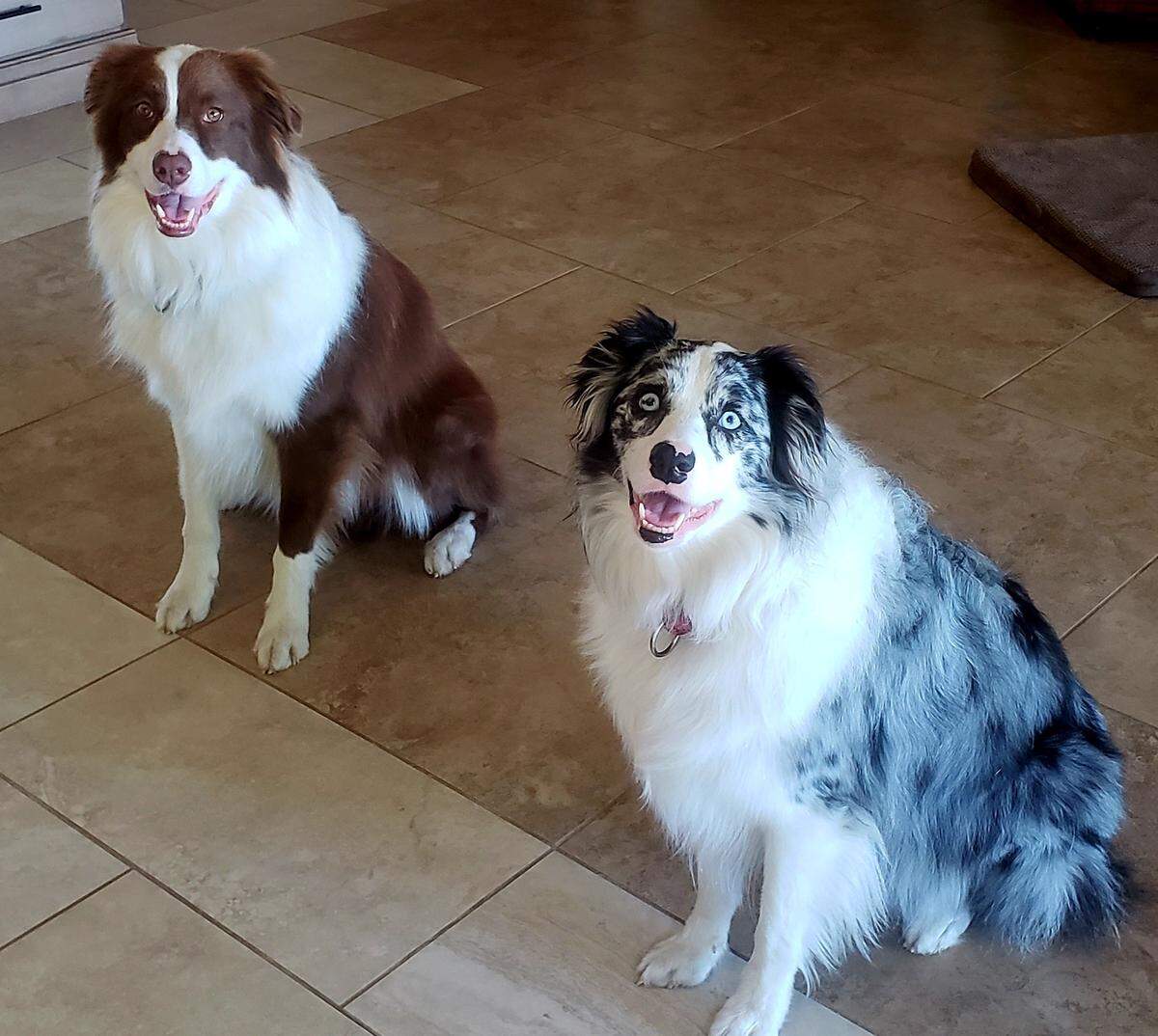 A Hilton Head couple’s two Australian shepherds were reportedly left in their kennels for days without food or water by a Beaufort Marine pet-sitter, who pleaded guilty Wednesday afternoon to felony charges of animal cruelty. Stryker (left) died of dehydration, while Roxie survived after intensive care at local veterinary hospitals.